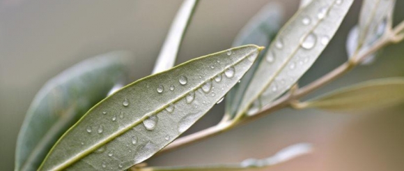 Αποκωδικοποιήθηκε πλήρως το DNA της ελιάς 